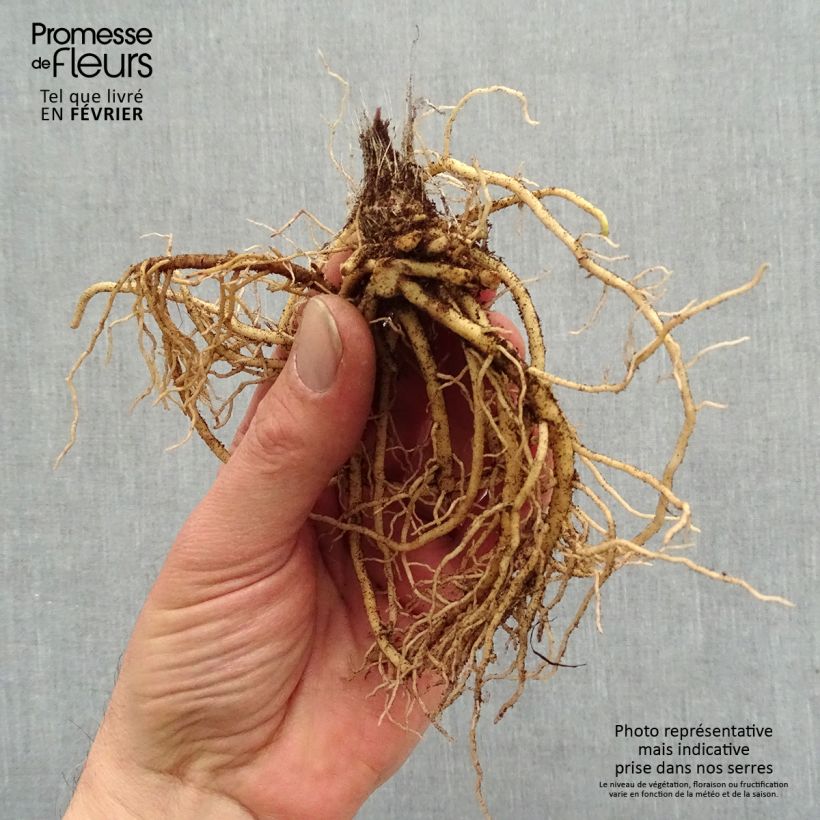 Hosta Jurassic Park Raíces desnudas Ejemplar entregado en invierno
