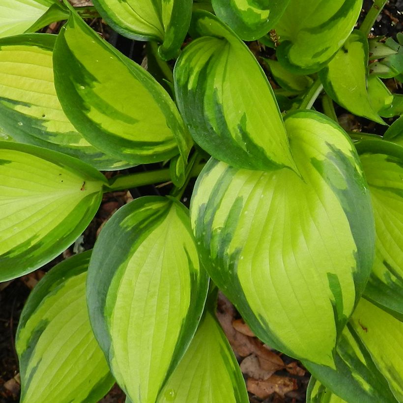 Hosta Justine (Follaje)