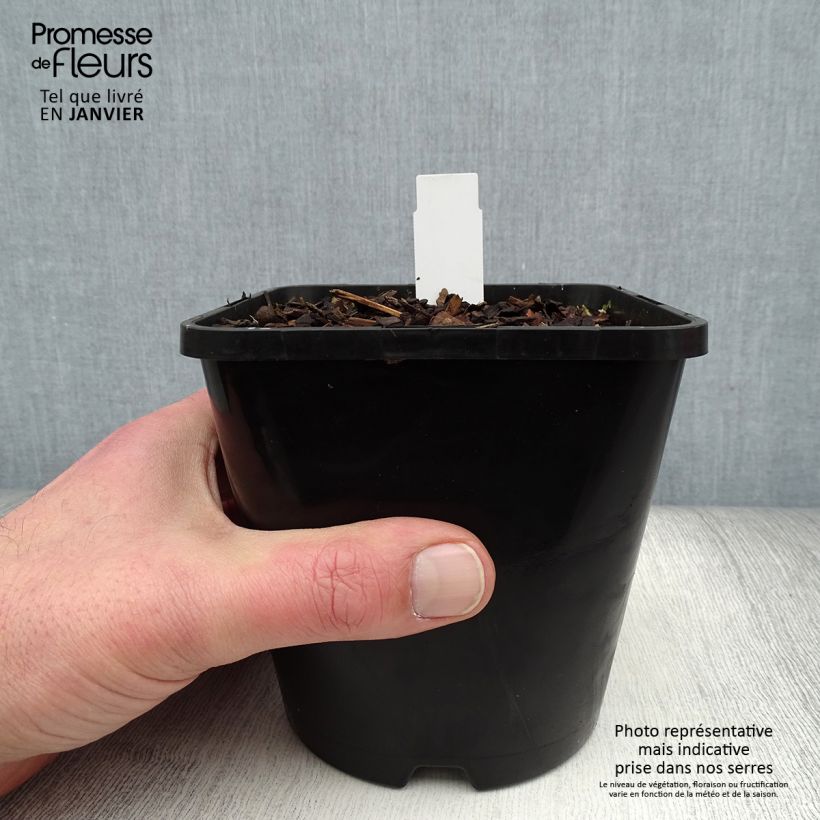 Hosta Justine Maceta 1,5L/2L Ejemplar entregado en invierno