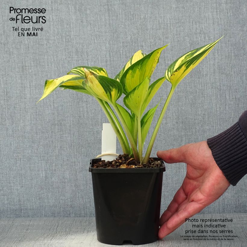 Hosta Justine Maceta 1,5L/2L Ejemplar entregado en la primavera