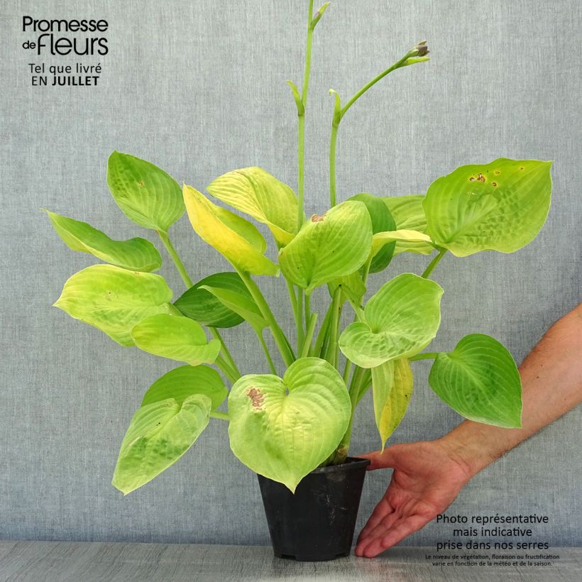 Ejemplar de Hosta Ki Ren Jyaku Maceta 1,5L/2L entregado en verano