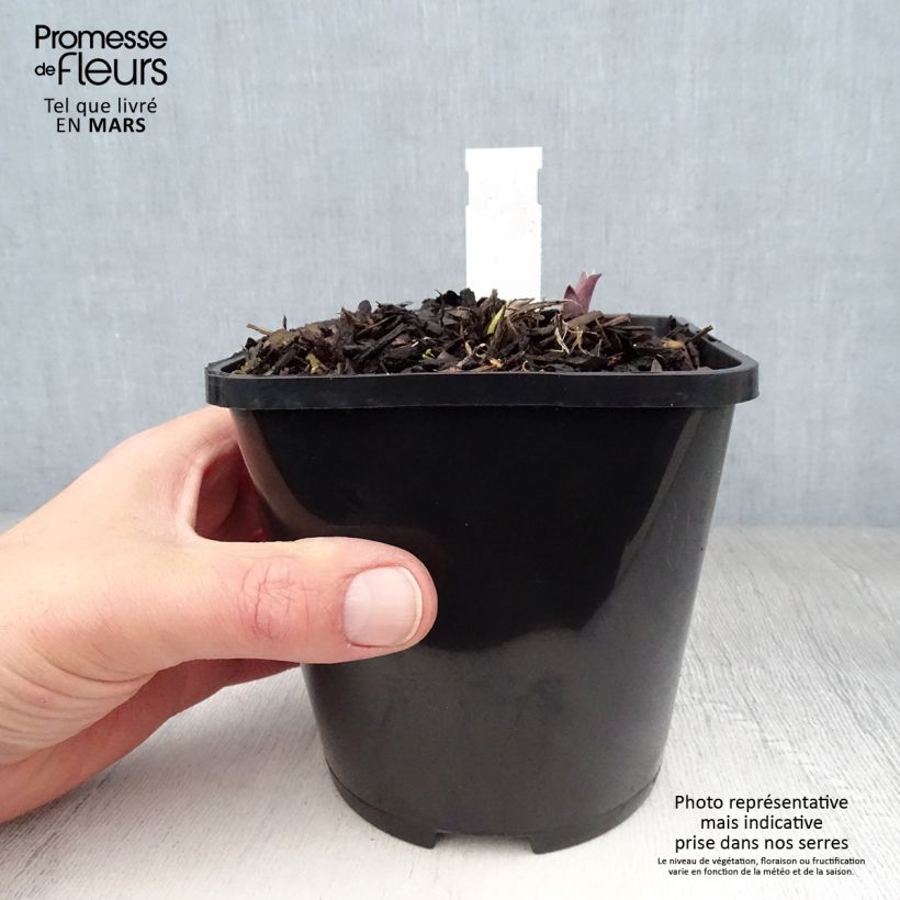 Hosta Lady in Red Maceta 1,5L/2L Ejemplar entregado en la primavera