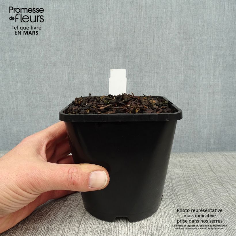 Hosta Lakeside Paisley Print Maceta 1,5L/2L Ejemplar entregado en invierno