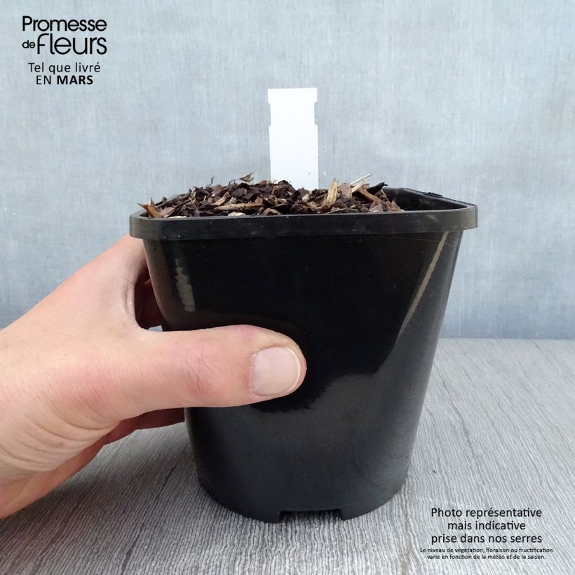 Hosta Lakeside Prophecy Fulfilled Maceta 1,5L/2L Ejemplar entregado en la primavera