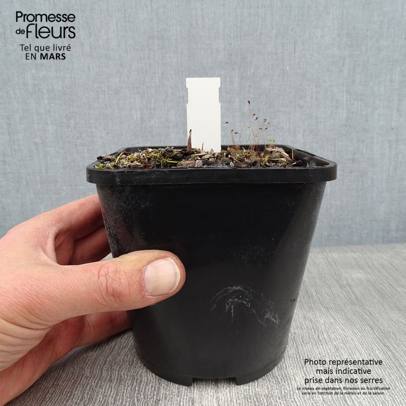 Hosta Lakeside Prophecy Fulfilled Maceta 1,5L/2L Ejemplar entregado en invierno