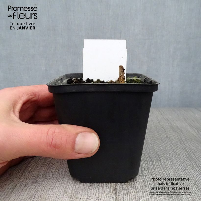 Hosta Love Pat Maceta de 8/9 cm Ejemplar entregado en invierno