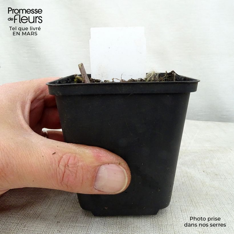 Hosta Love Pat Maceta de 8/9 cm Ejemplar entregado en la primavera