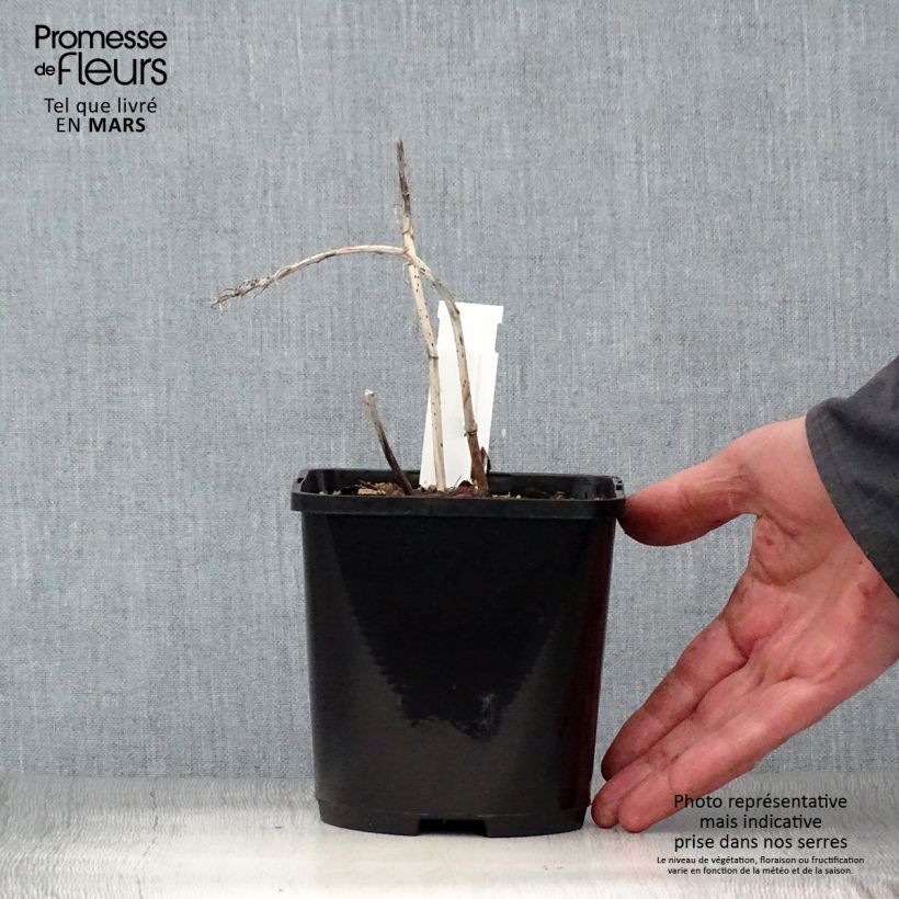 Hosta Marilyn Monroe Maceta 1,5L/2L Ejemplar entregado en la primavera