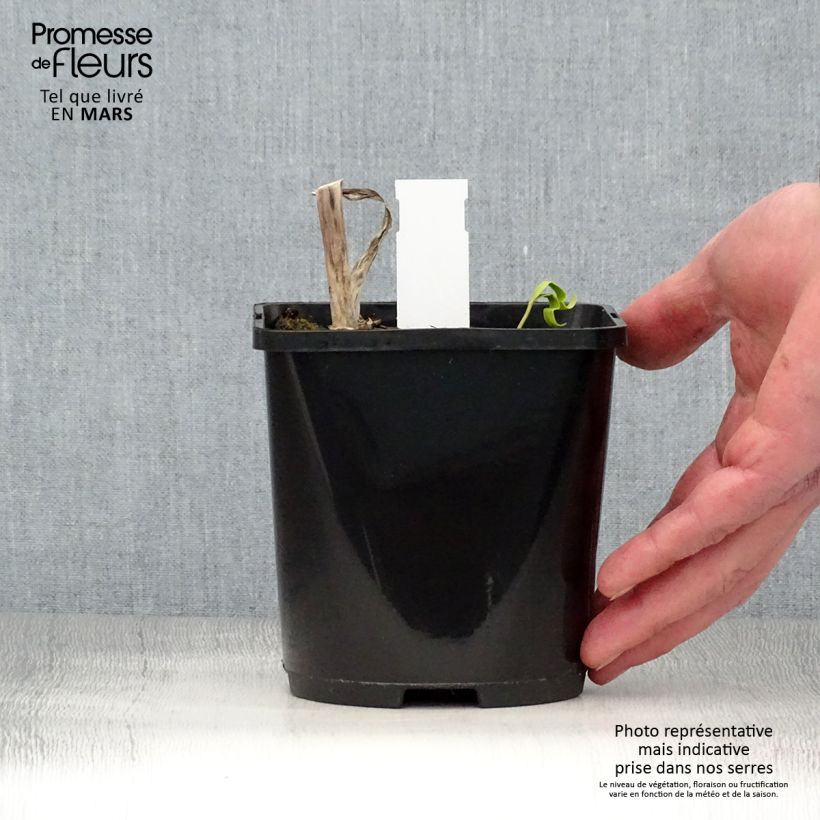 Hosta Midnight at the Oasis Maceta 1,5L/2L Ejemplar entregado en la primavera