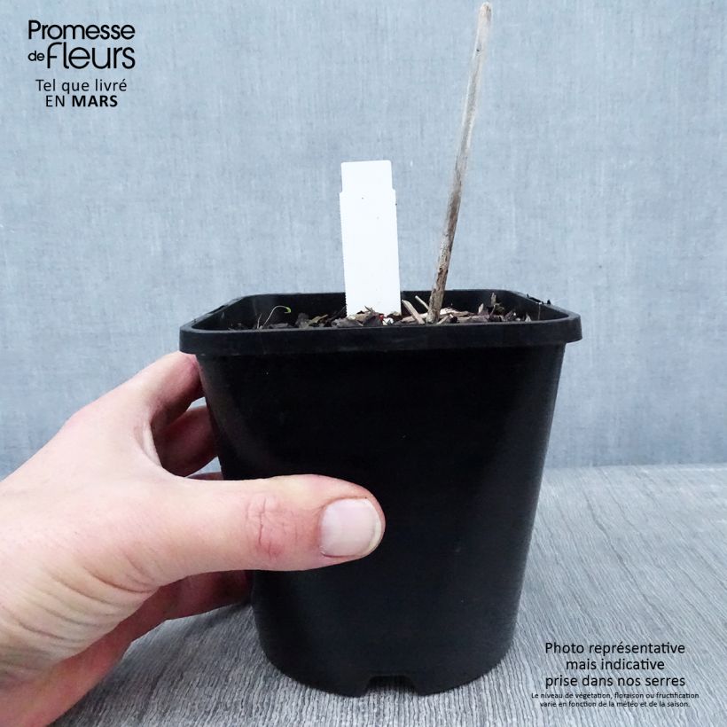 Hosta Midnight at the Oasis Maceta 1,5L/2L Ejemplar entregado en invierno