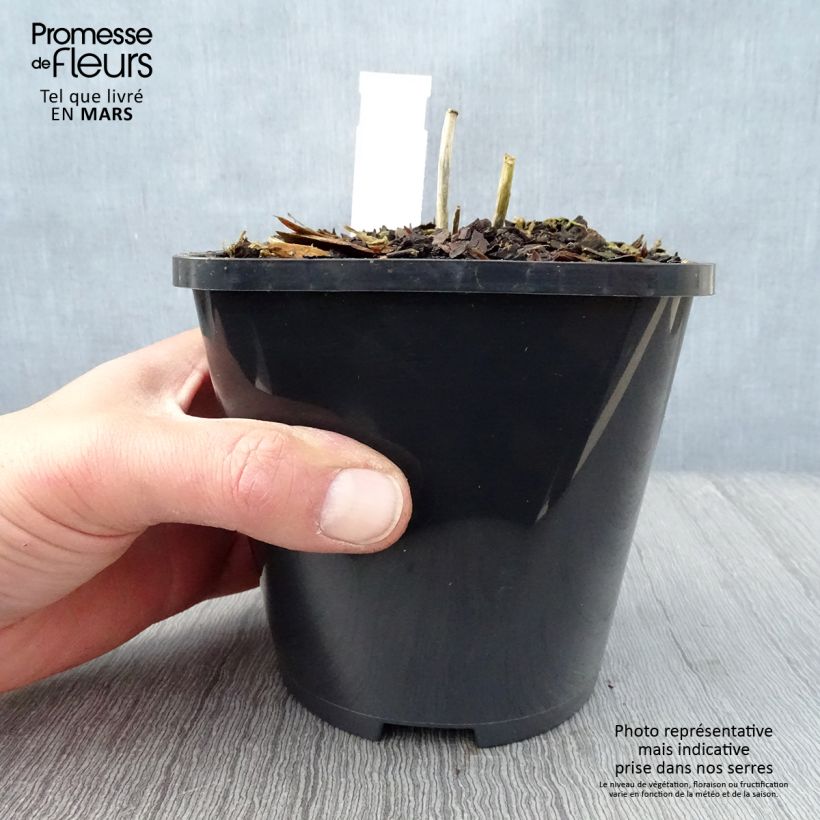 Hosta Mini Skirt Maceta 1,5L/2L Ejemplar entregado en la primavera