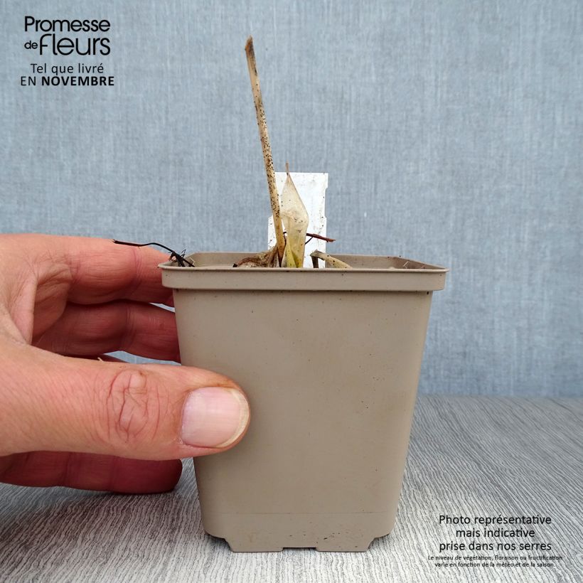 Ejemplar de Hosta Minuteman Maceta de 8/9 cm entregado en otoño