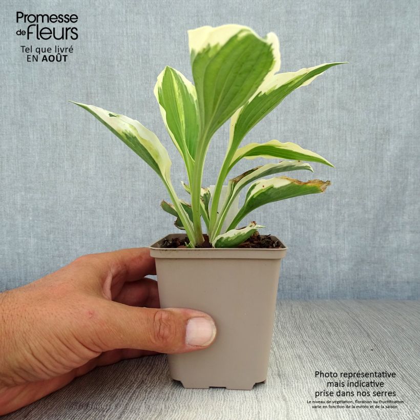 Ejemplar de Hosta Minuteman Maceta de 8/9 cm entregado en verano
