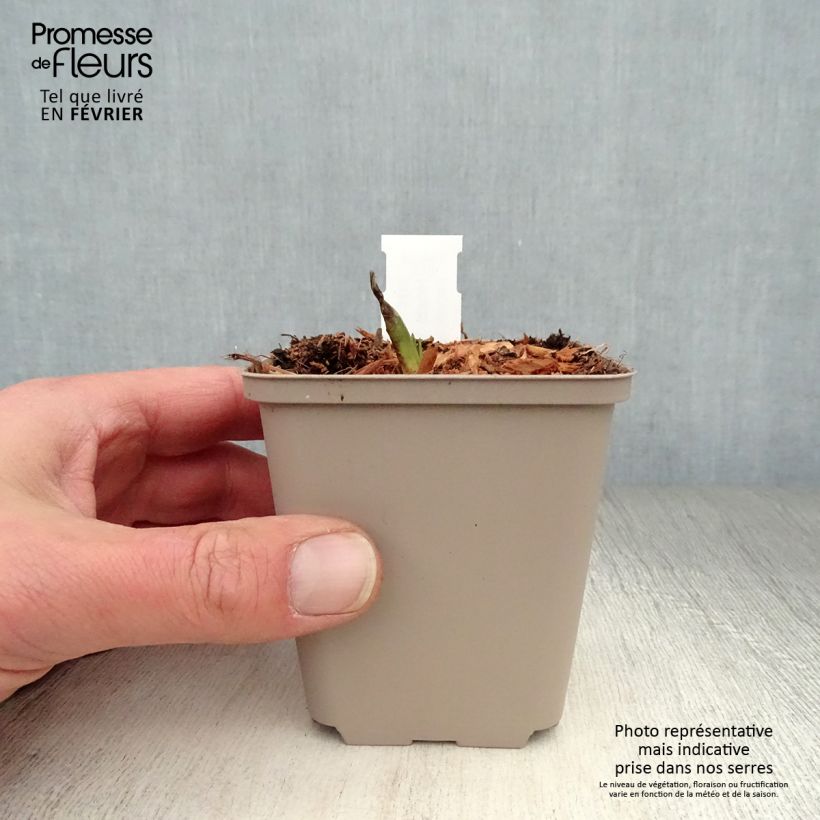 Hosta Minuteman Maceta de 8/9 cm Ejemplar entregado en invierno