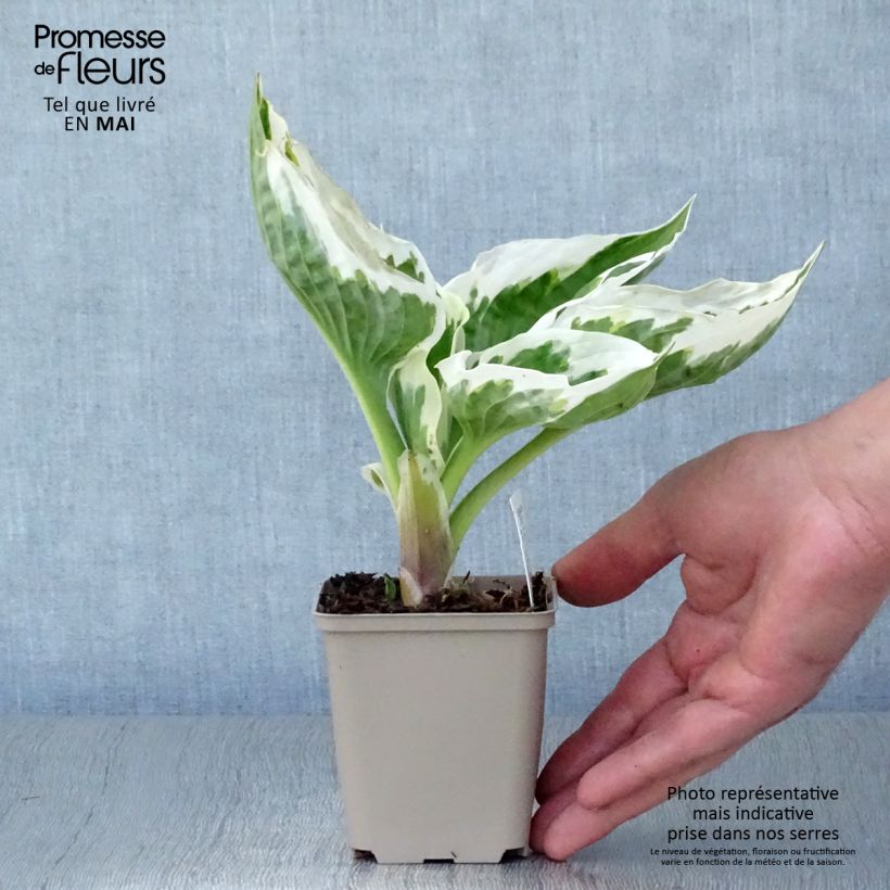 Hosta Minuteman Maceta de 8/9 cm Ejemplar entregado en la primavera