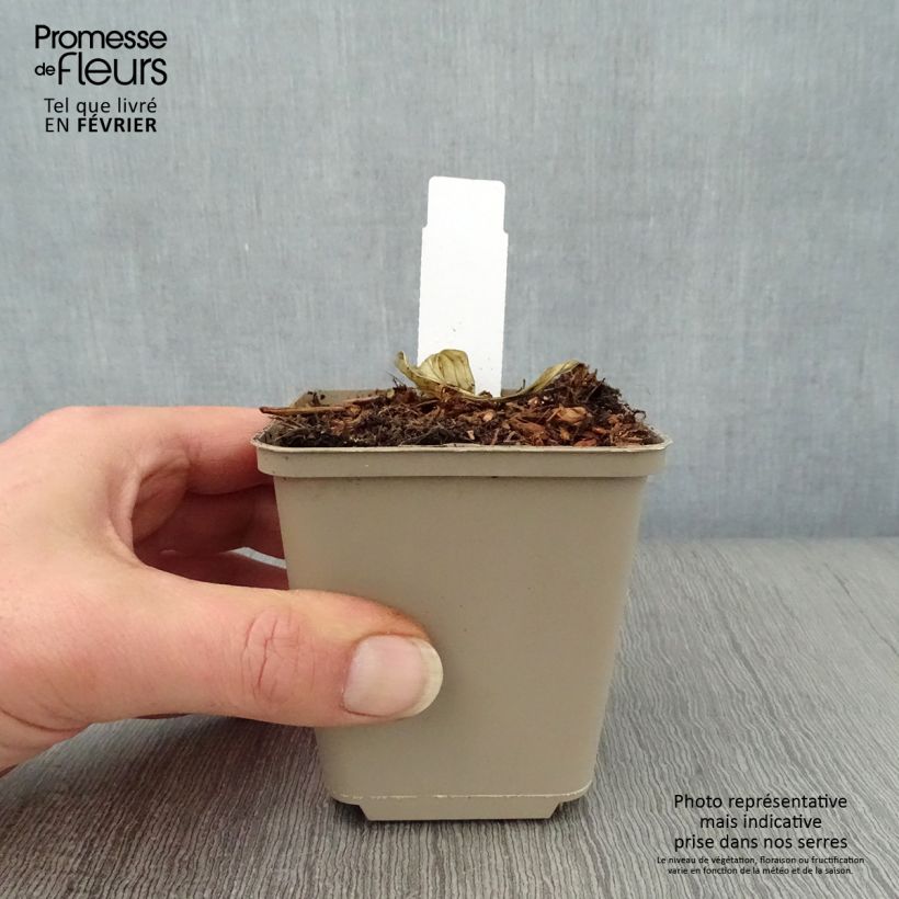 Hosta Night Before Christmas Maceta de 8/9 cm Ejemplar entregado en invierno