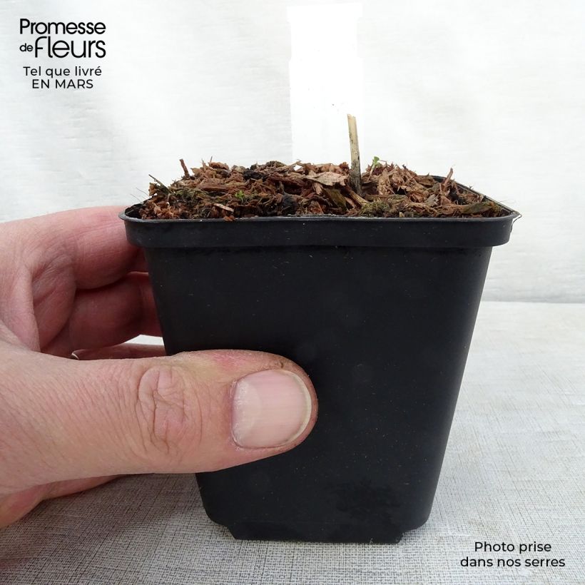 Hosta Night Before Christmas Maceta de 8/9 cm Ejemplar entregado en la primavera