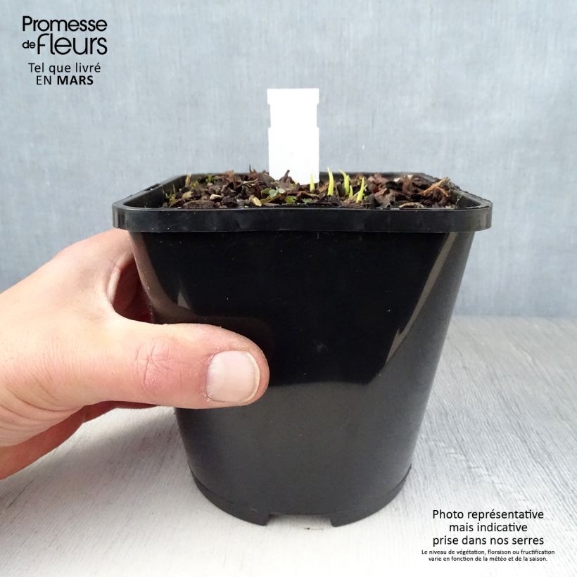 Hosta Obi-One Kenobi Maceta 1,5L/2L Ejemplar entregado en la primavera