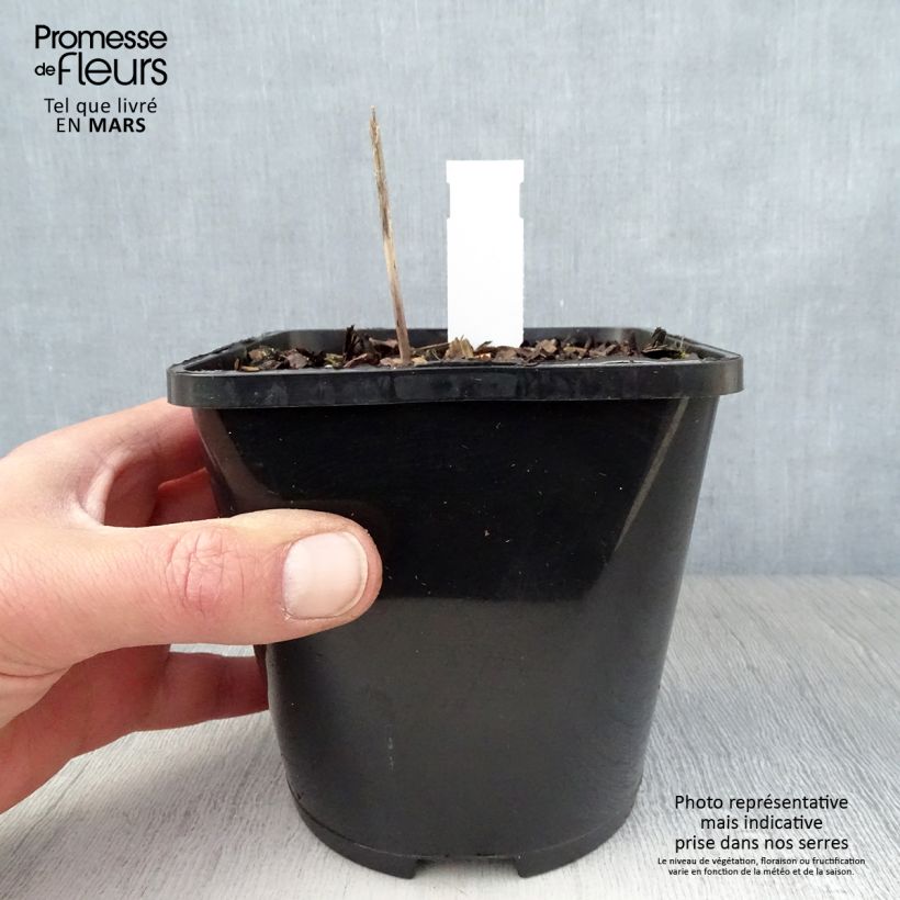 Hosta Orange Star Maceta 1,5L/2L Ejemplar entregado en la primavera