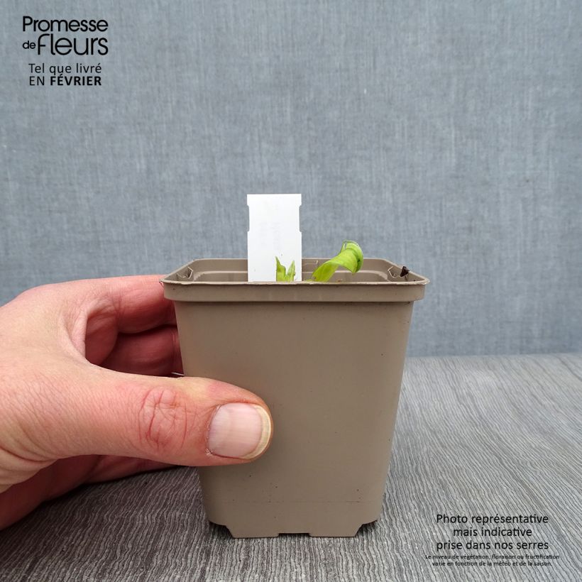 Hosta Paradise Island Maceta de 8/9 cm Ejemplar entregado en invierno