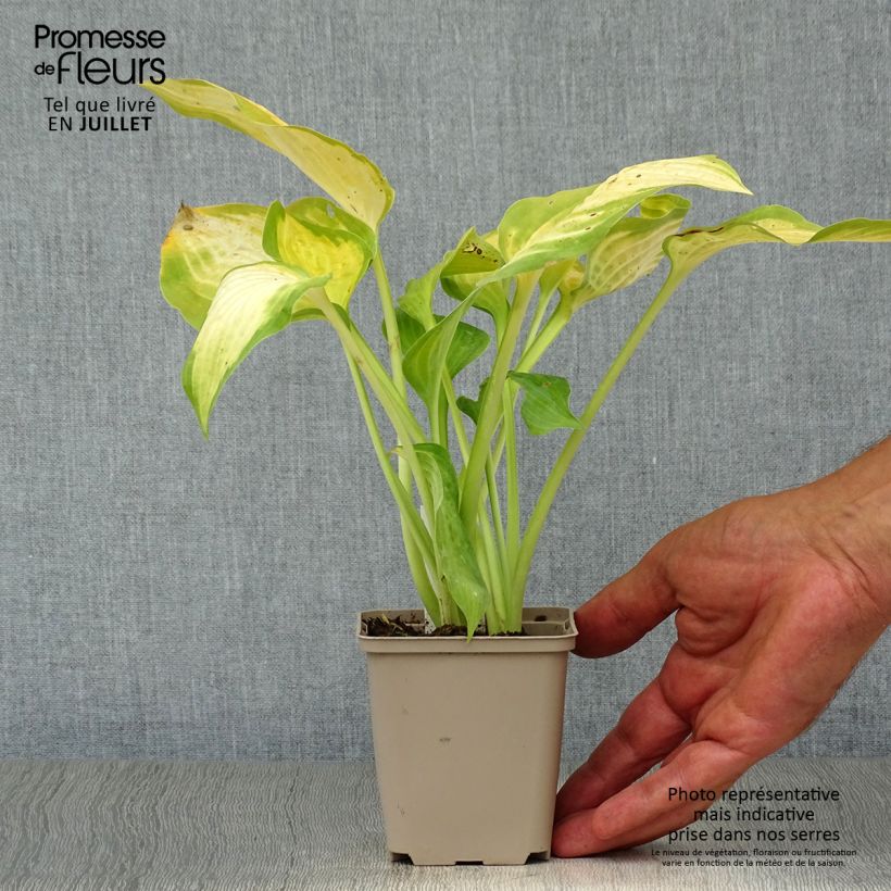 Ejemplar de Hosta Paul s Glory Maceta de 8/9 cm entregado en verano