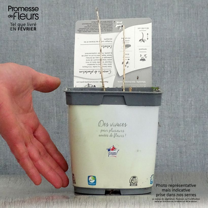 Hosta Paul s Glory Maceta 2L/3L Ejemplar entregado en invierno