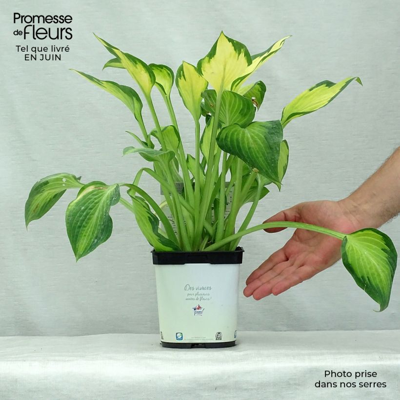 Ejemplar de Hosta Paul s Glory Maceta 2L/3L entregado en verano