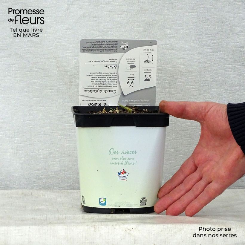 Hosta Paul s Glory Maceta 2L/3L Ejemplar entregado en la primavera