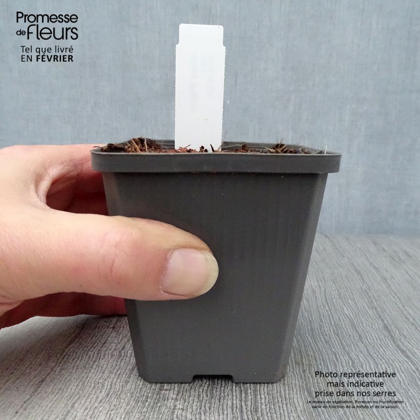 Hosta Pilgrim Maceta de 8/9 cm Ejemplar entregado en invierno