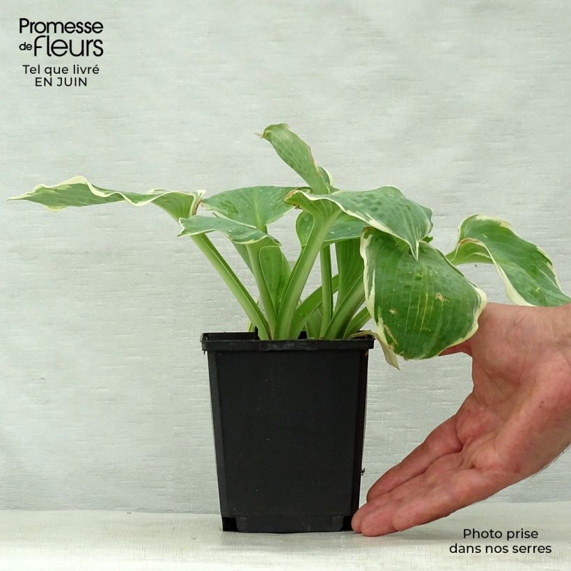 Ejemplar de Hosta Pizzazz Maceta de 8/9 cm entregado en verano