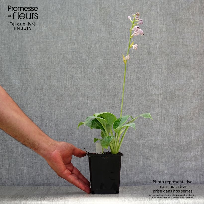 Ejemplar de Hosta Prairie Sky Maceta de 8/9 cm entregado en verano