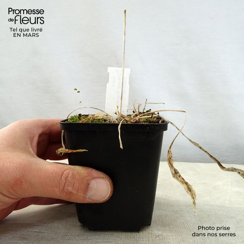 Hosta Praying Hands Maceta de 8/9 cm Ejemplar entregado en la primavera