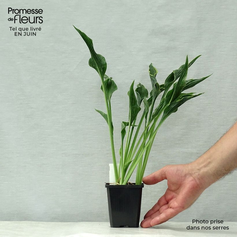 Ejemplar de Hosta Praying Hands Maceta de 8/9 cm entregado en verano
