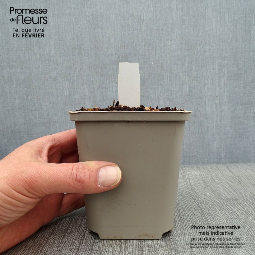 Hosta Praying Hands Maceta de 8/9 cm Ejemplar entregado en invierno