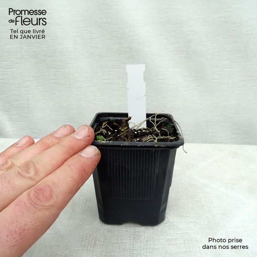 Hosta Purple Heart Maceta de 8/9 cm Ejemplar entregado en invierno