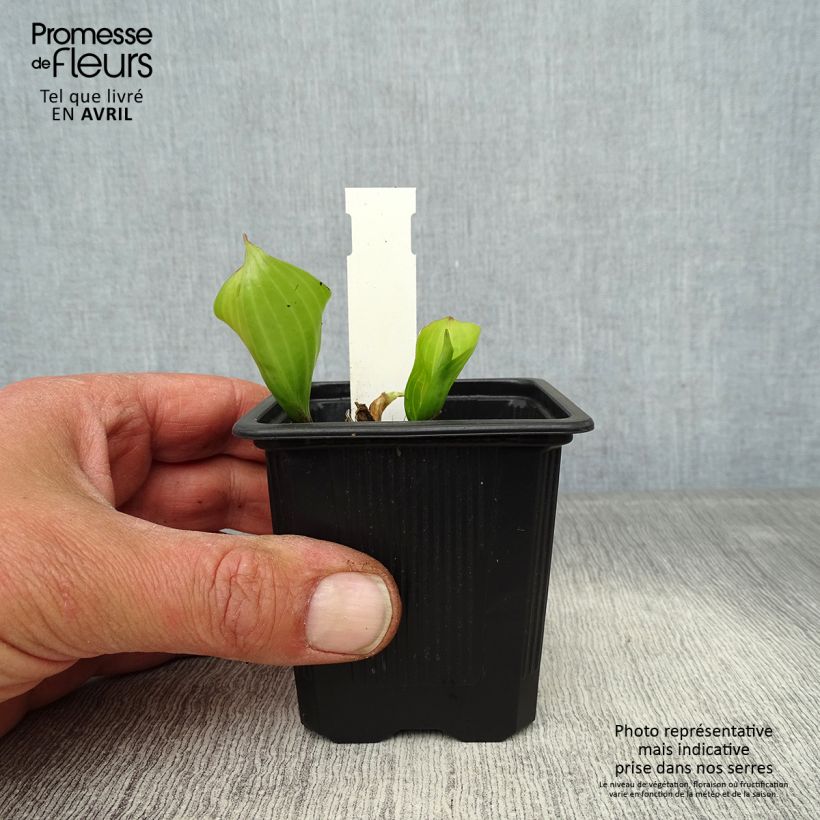 Hosta Purple Heart Maceta de 8/9 cm Ejemplar entregado en la primavera