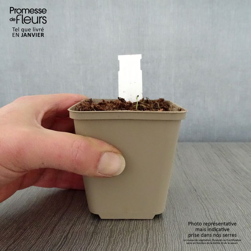 Hosta Queen Josephine Maceta de 8/9 cm Ejemplar entregado en invierno