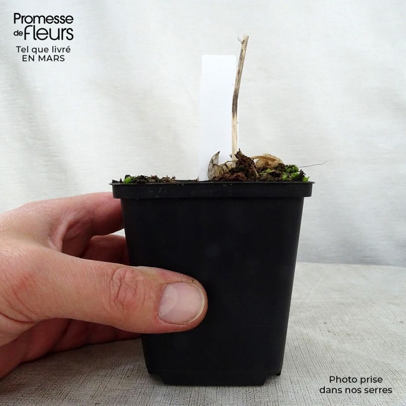 Hosta Queen Josephine Maceta de 8/9 cm Ejemplar entregado en la primavera