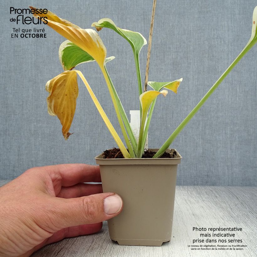 Ejemplar de Hosta Queen Josephine Maceta de 8/9 cm entregado en otoño