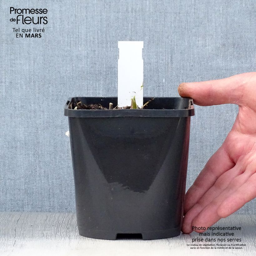 Hosta Rainbows End Maceta 1,5L/2L Ejemplar entregado en la primavera