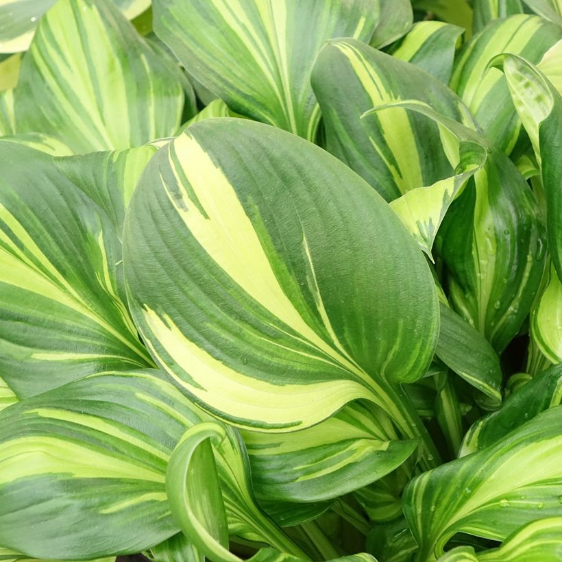 Hosta Rainbows End (Follaje)
