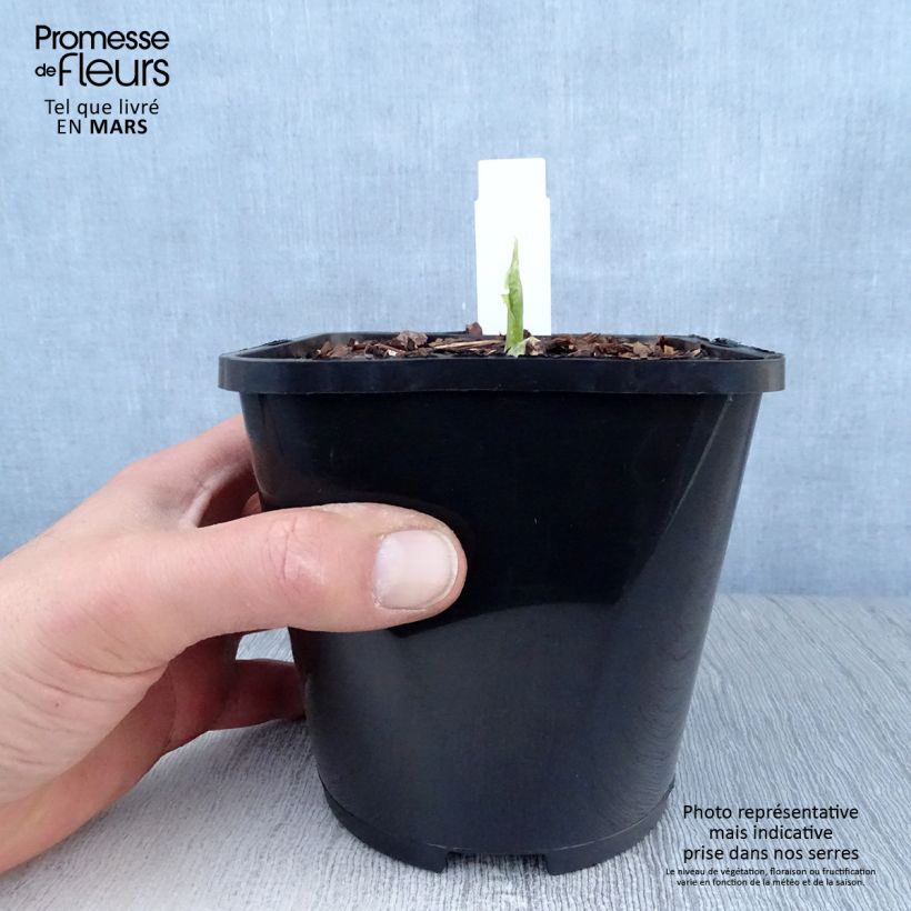 Hosta Raspberry Sundae Maceta 1,5L/2L Ejemplar entregado en la primavera
