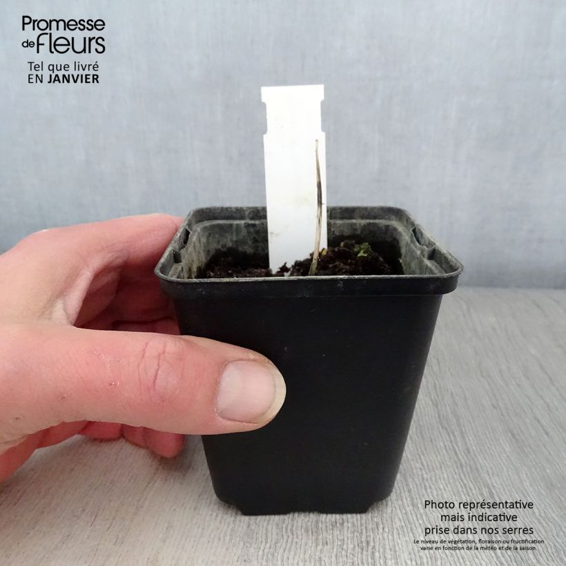 Hosta Remember Me Maceta de 8/9 cm Ejemplar entregado en invierno