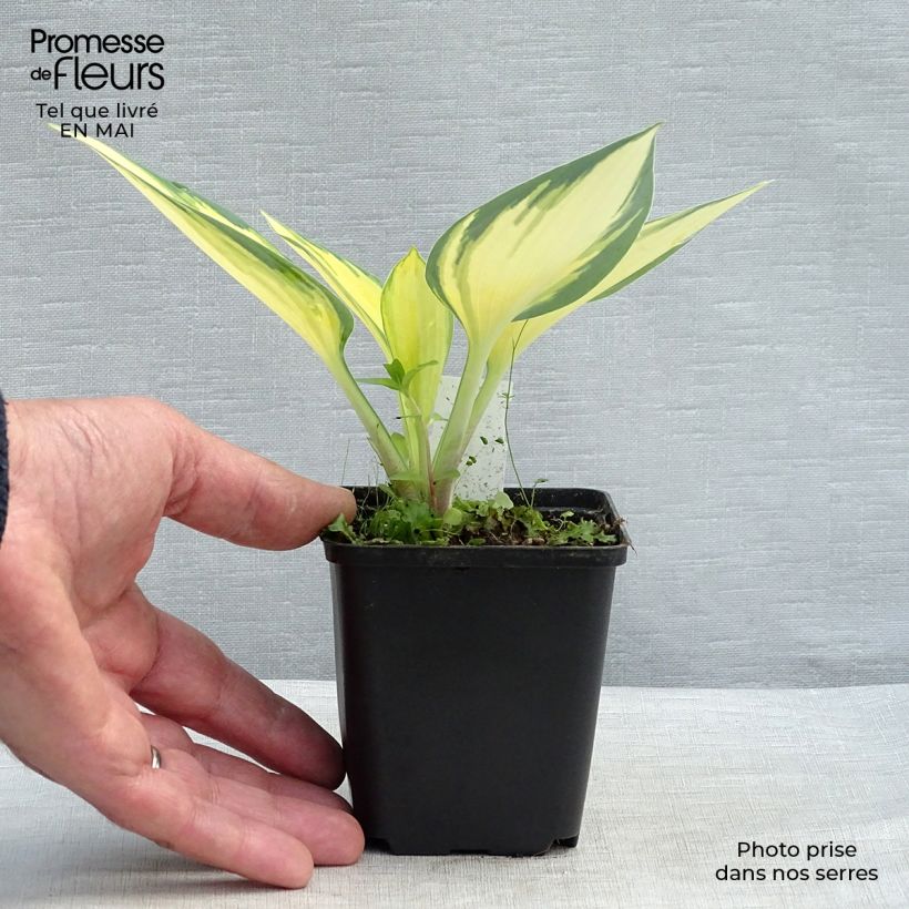 Hosta Remember Me Maceta de 8/9 cm Ejemplar entregado en la primavera