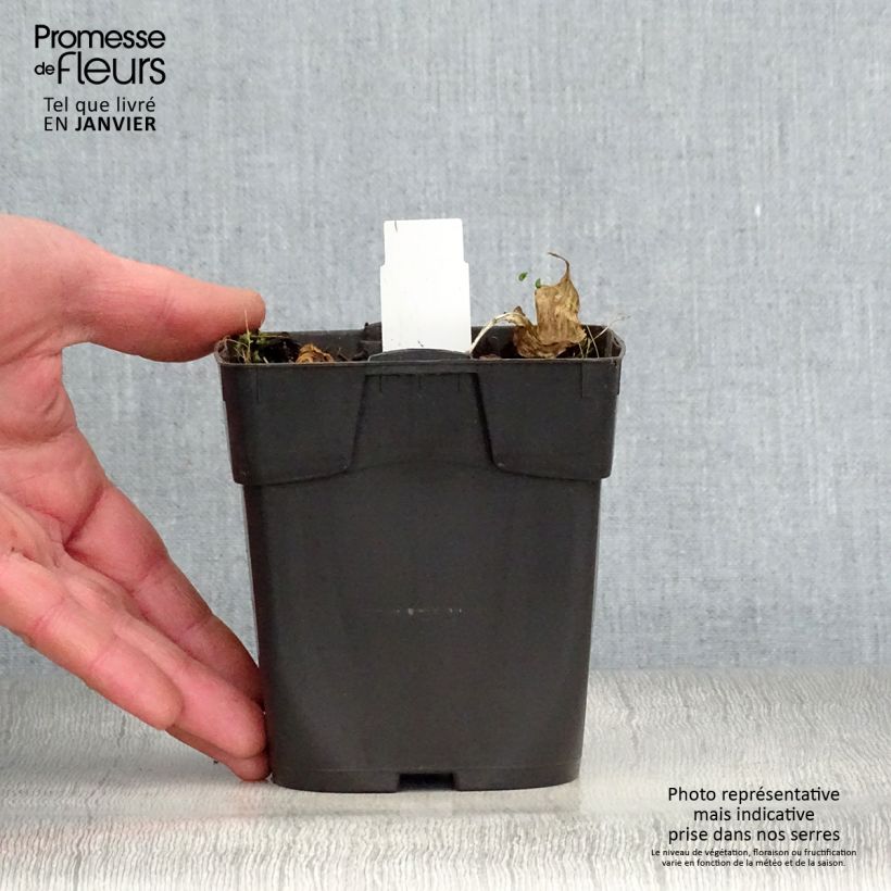 Hosta Revolution Maceta de 8/9 cm Ejemplar entregado en invierno