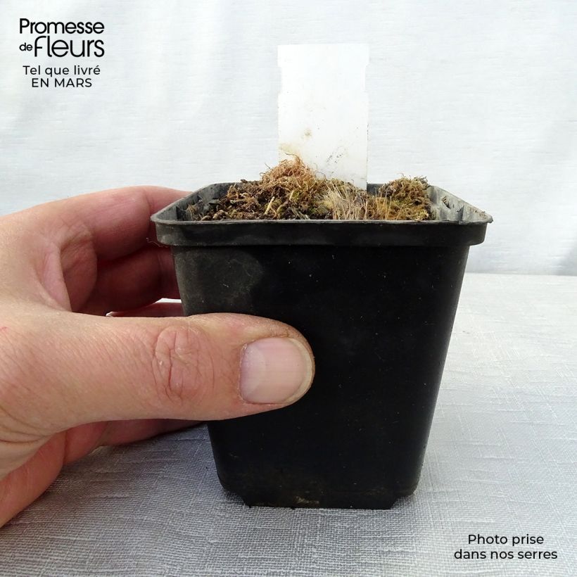 Hosta Revolution Maceta de 8/9 cm Ejemplar entregado en la primavera