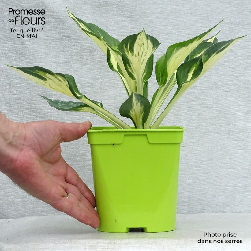 Hosta Revolution Maceta 2L/3L Ejemplar entregado en la primavera