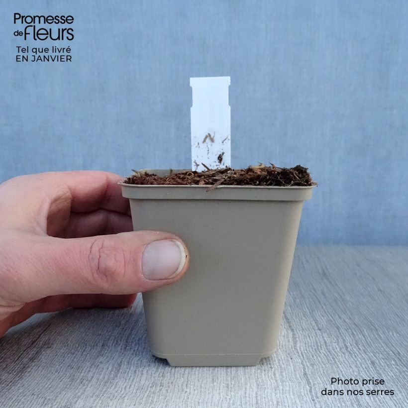 Hosta Robert Frost Maceta de 8/9 cm Ejemplar entregado en invierno