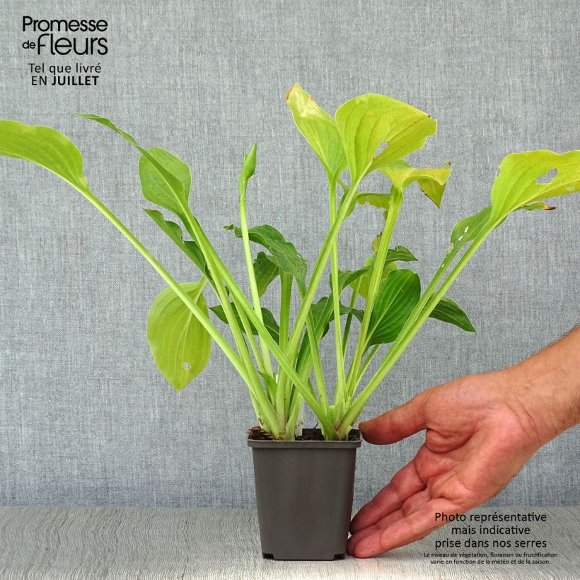Ejemplar de Hosta Royal Standard Maceta de 8/9 cm entregado en verano