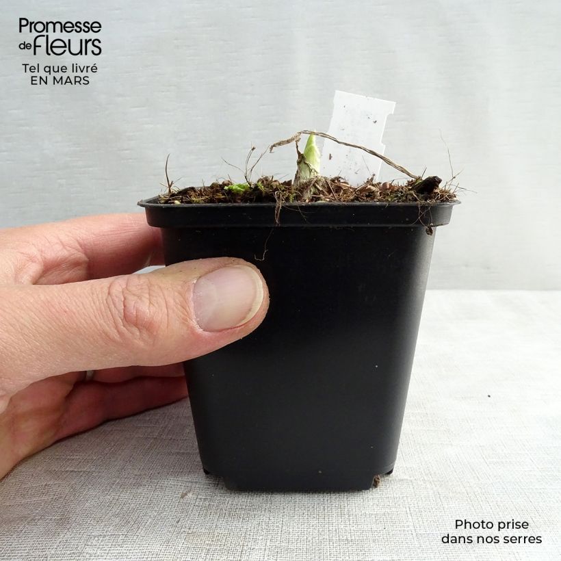 Hosta Royal Standard Maceta de 8/9 cm Ejemplar entregado en la primavera